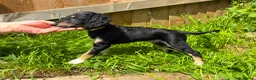 Saluki dogs for sale: Beautiful Saluki pups from champion lines - Advert 17