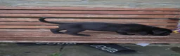 Cane Corso dogs for sale: Cane corso puppies - iccf champion bloodline  in Halifax - Advert 7
