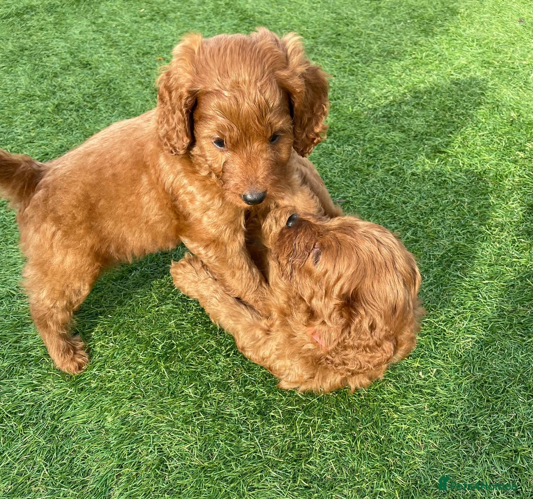 Cavapoo dogs for sale: Beautiful F1bb cavapoo puppies - Image 7
