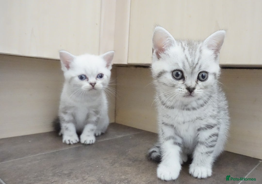 British Shorthair cats for sale: STUNNING British Shorthair Kittens Silver Tabbies - Image 9