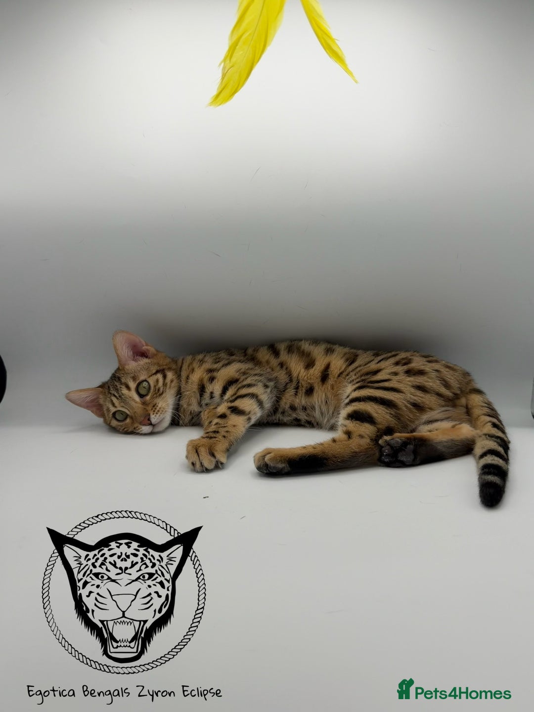 Bengal cats for sale: 🐆✨ GLITTER TICA 6TH GENERATION BENGAL KITTENS🐆✨ - Advert 15