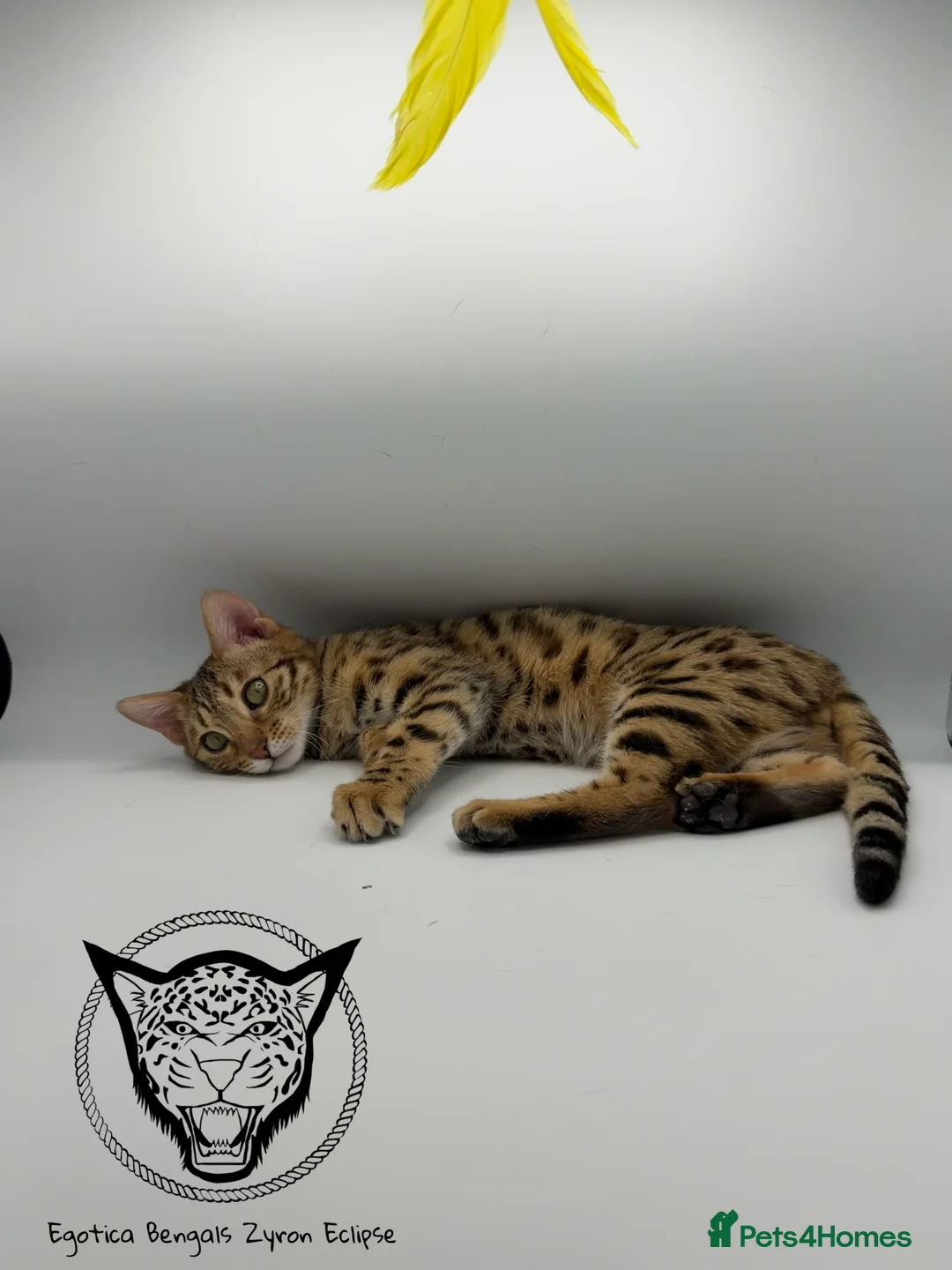 Bengal cats for sale: 🐆✨ LAST KITTEN 6TH TICA GENERATION BENGAL🐆✨ - Advert 6