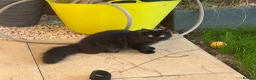 Scottish Fold cats for sale: Beautiful fluffy Scottish straight female kitten - Advert 6