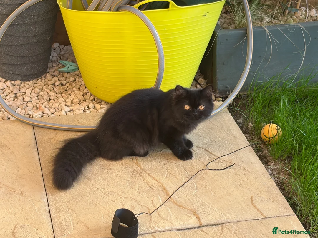 Scottish Fold cats for sale: Beautiful fluffy Scottish straight female kitten - Advert 6