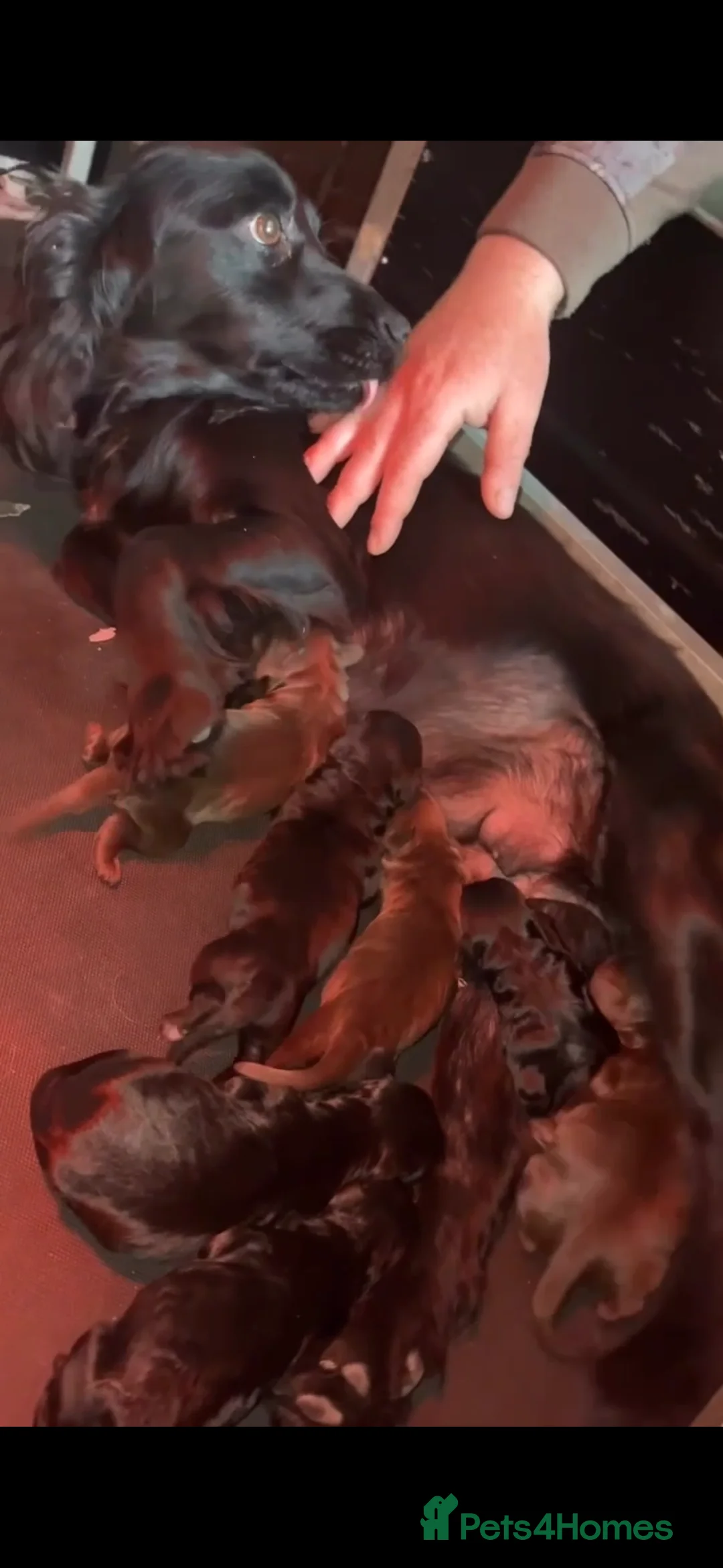 Cockapoo dogs for sale: F1 cockapoo pups in Cumnock - Advert 2