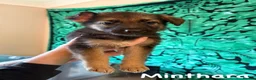 German Shepherd dogs for sale: German Shepherd Puppies for Sale in Swindon - Advert 7