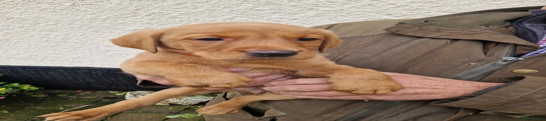 Labrador Retriever Puppy 4