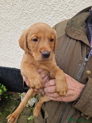 Labrador Retriever Puppy 4