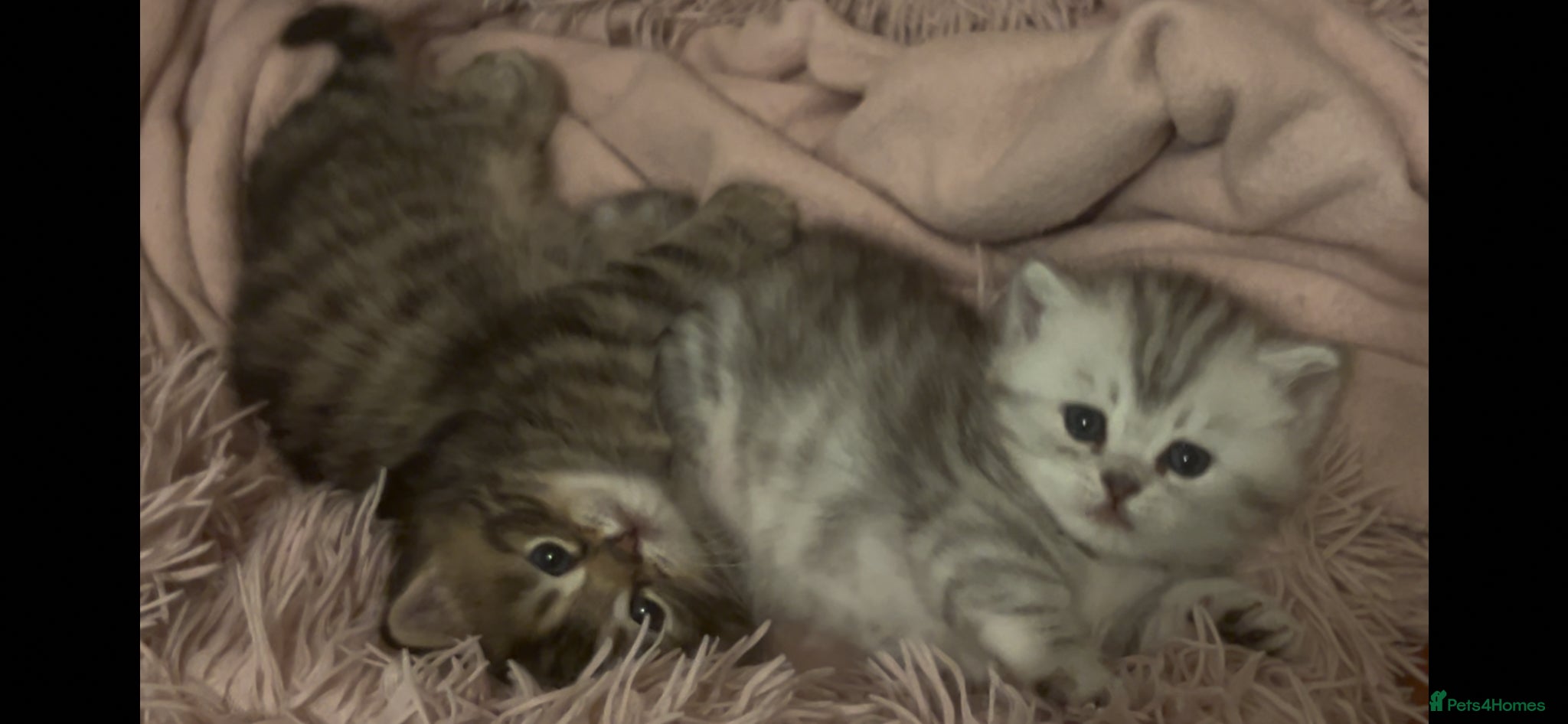 Munchkin cats Special Munckin Fur Babies - Advert 1