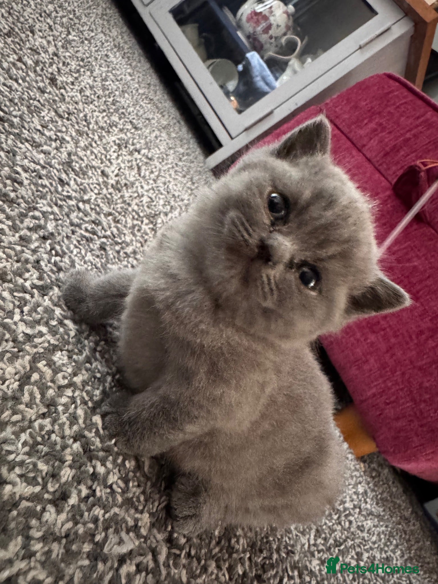 British Shorthair cats British shorthair kitten ready to go  - Advert 1