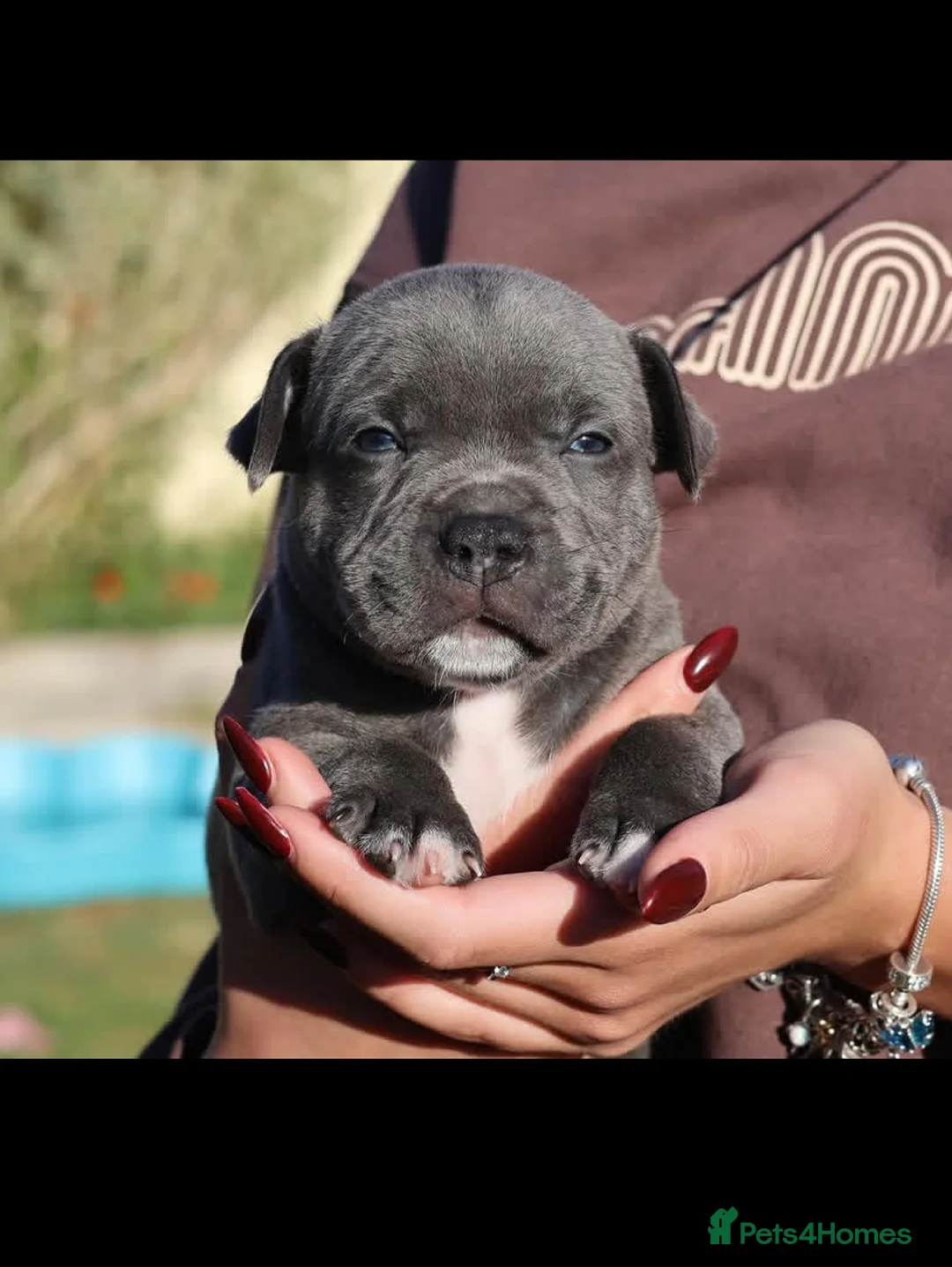 Staffordshire Bull Terrier dogs for sale: %Solid Pure Staffy Puppies Available  in Birmingham - Advert 13