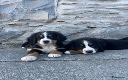 Bernese Mountain Dog dogs for sale: Bernese Mountain Puppies 🏠Ready for new homes🏠 in Aberystwyth - Image 3