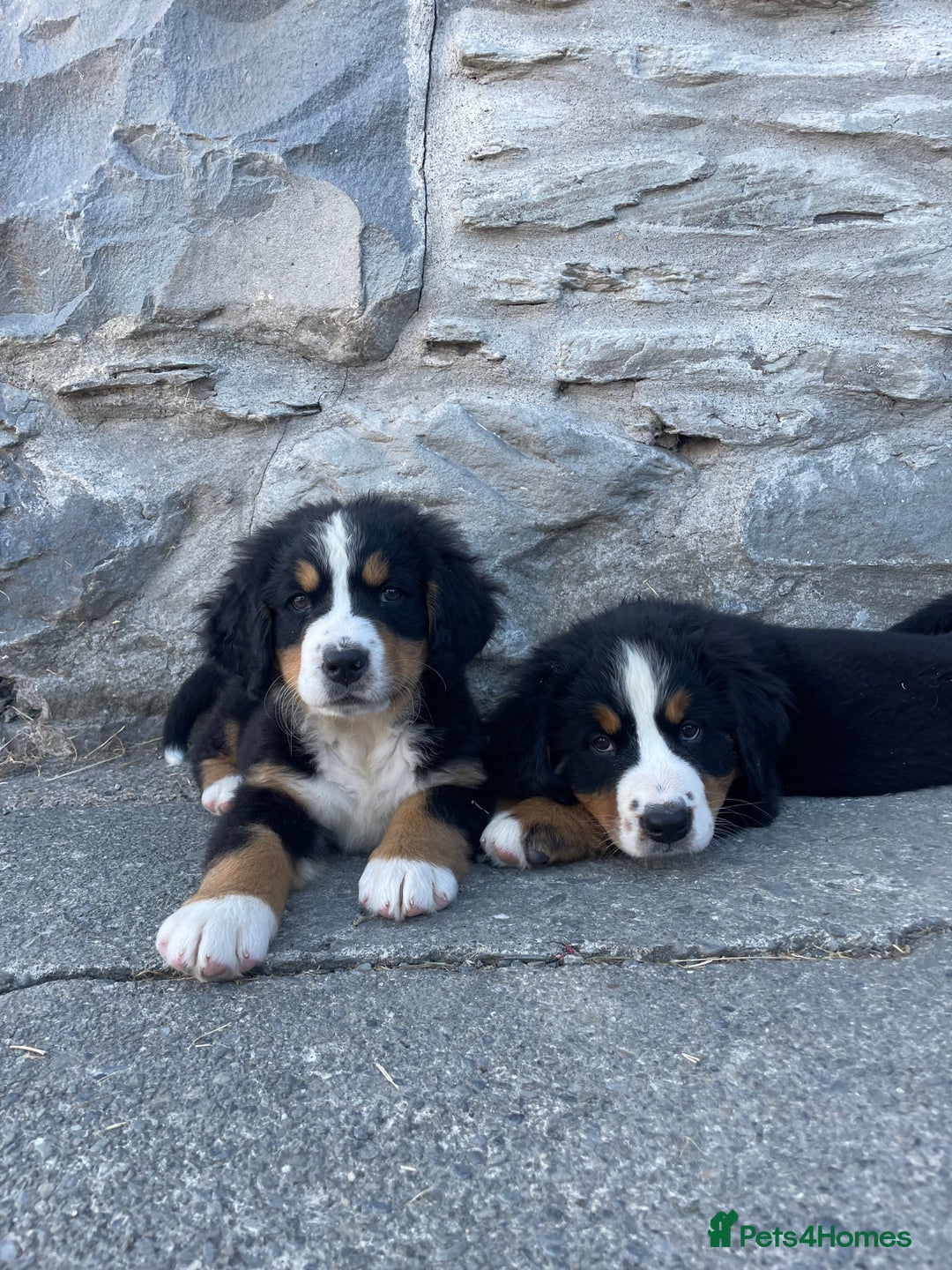 Bernese Mountain Dog dogs for sale: Bernese Mountain Puppies 🏠Ready for new homes🏠 in Aberystwyth - Image 3