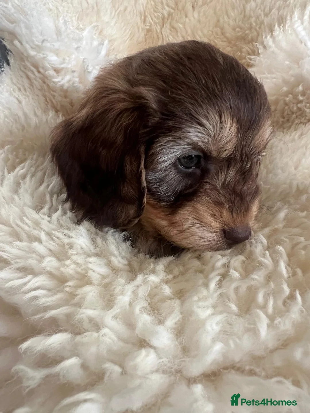Cockapoo dogs for sale: Cocker poo puppies for sale  - Advert 16