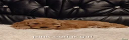 Cockapoo dogs for sale: 8 Beautiful Cockapoo Puppies  4 Boys & 4 Girls - Advert 14
