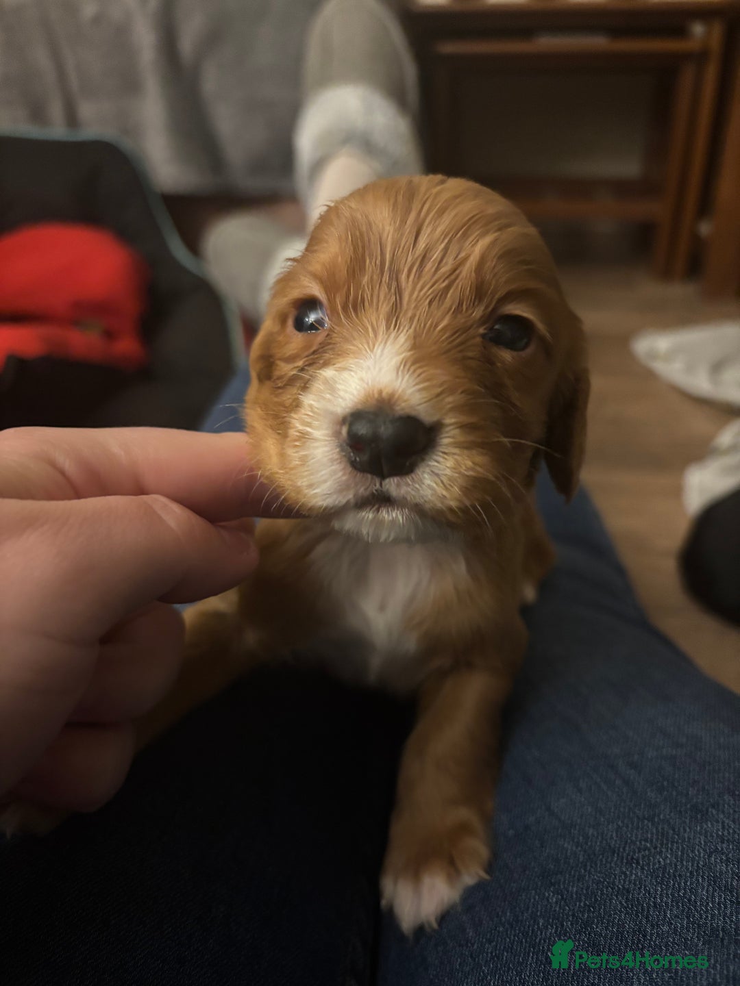 Cocker Spaniel dogs for sale: Working Cocker Spaniel Pups - Advert 6