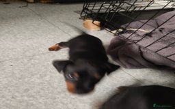 Mixed Breed dogs for sale: Toy Terrapin puppies for sale  - Image 5