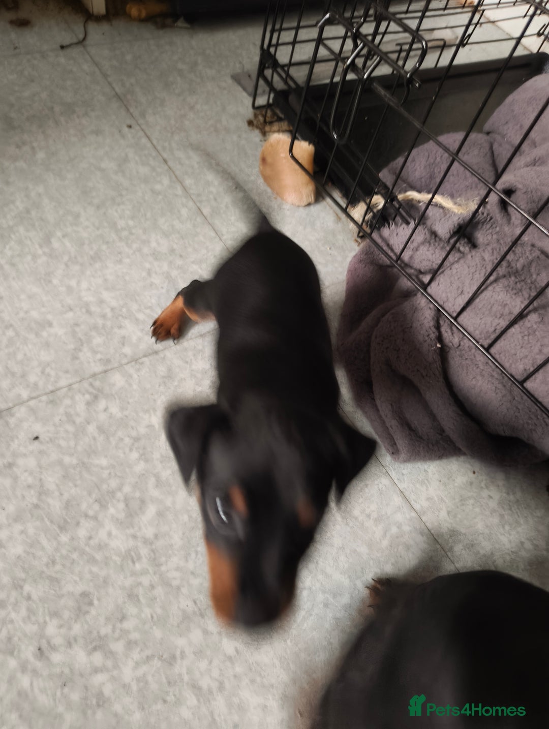 Mixed Breed dogs for sale: Toy Terrapin puppies for sale  - Image 5