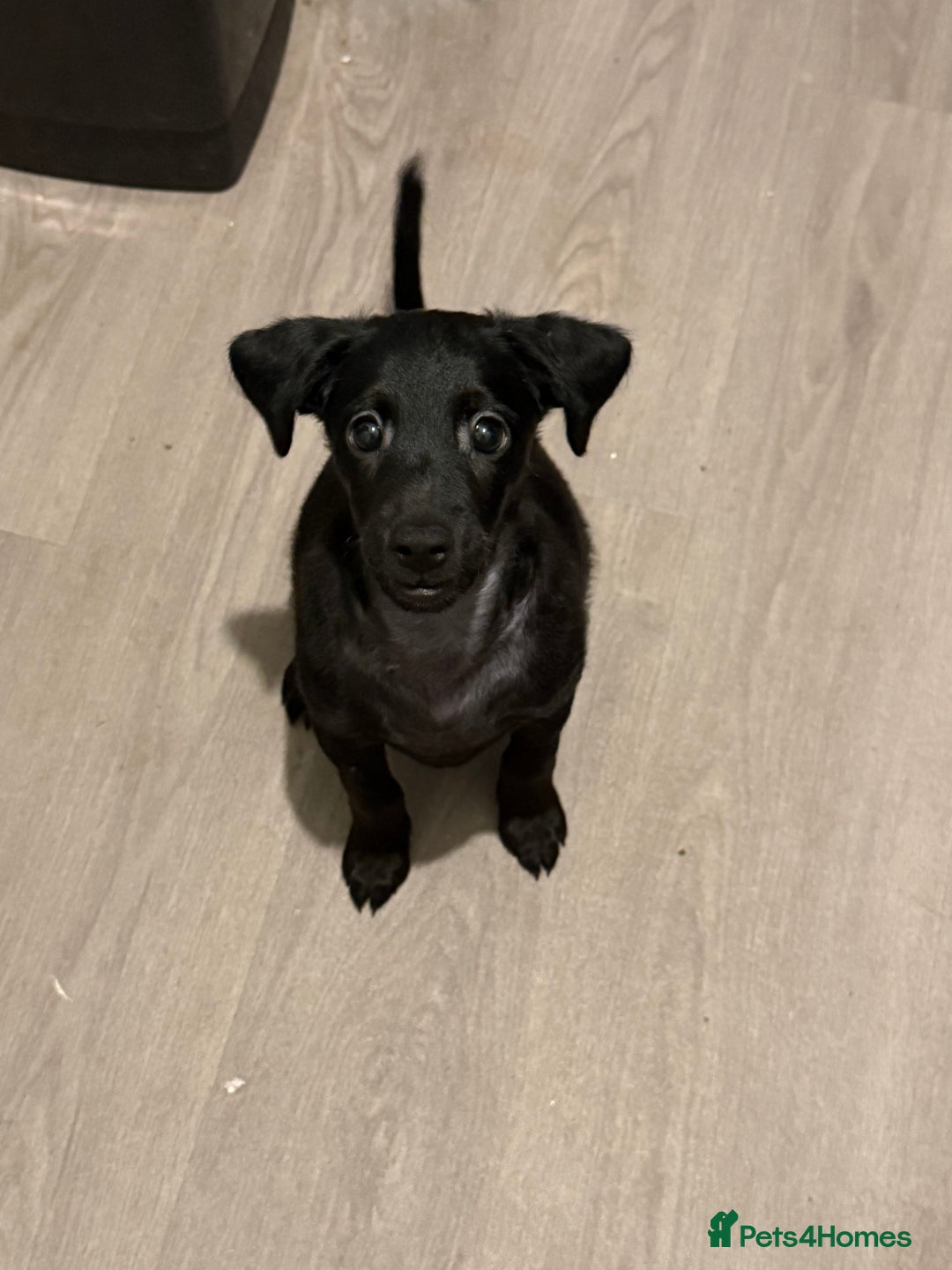 Mixed Breed dogs for sale: Beautiful pups  - Image 3