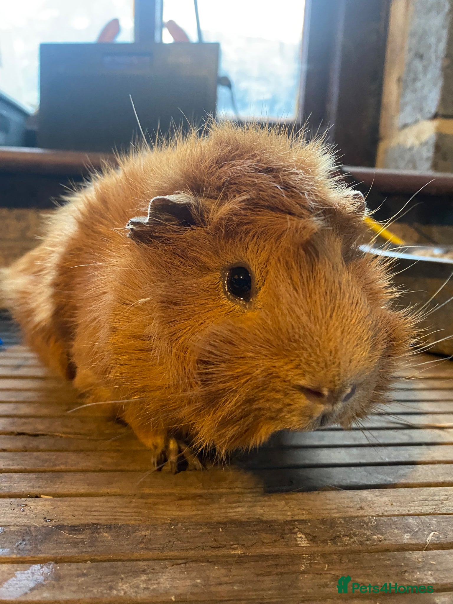 Guinea Pig rodents Male Guinea Pig + Baby Guinea Pigs - Advert 10
