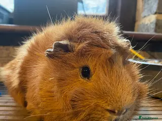 Guinea Pig rodents Male Guinea Pig + Baby Guinea Pigs - Advert 10