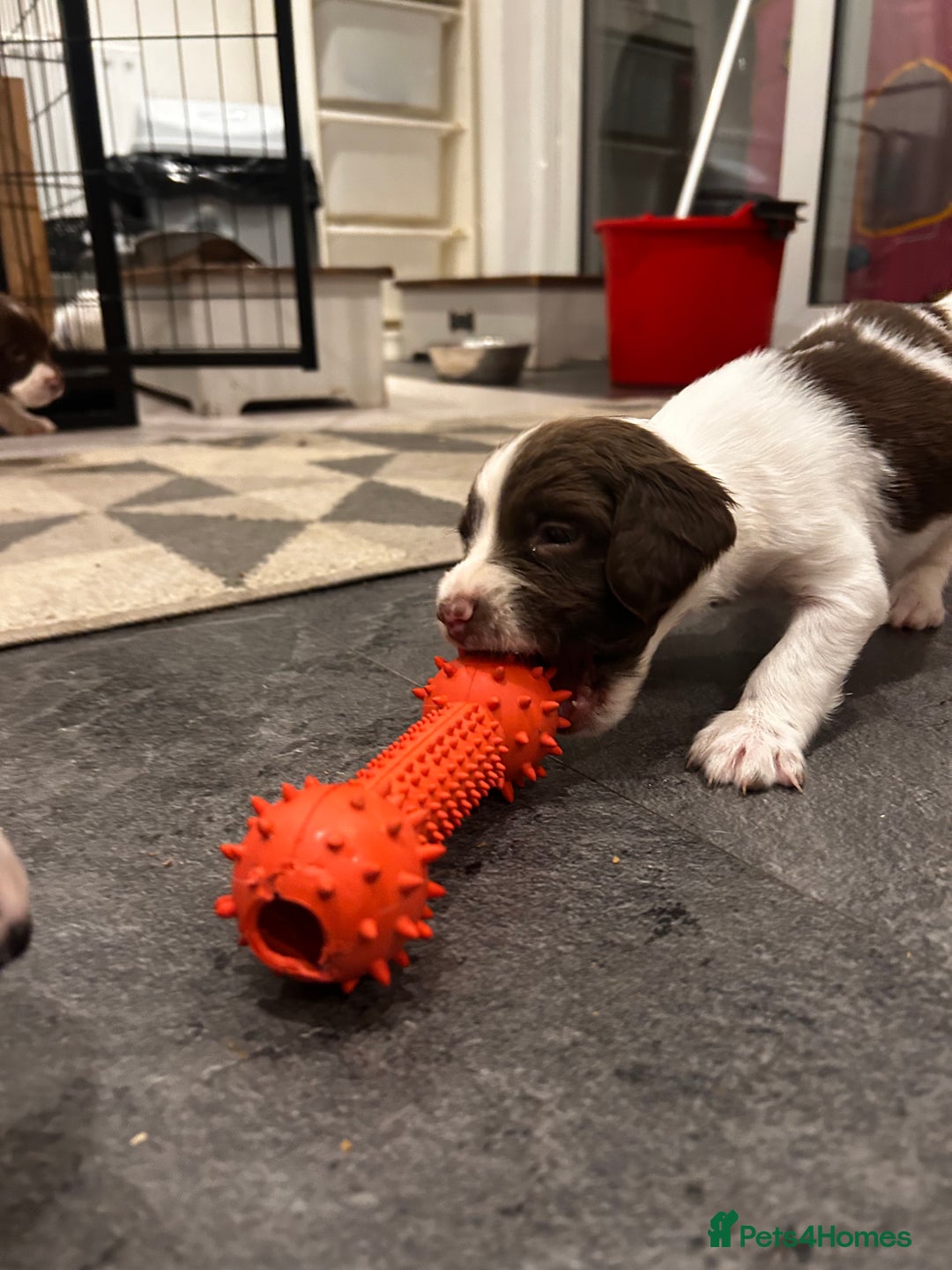 English Springer Spaniel dogs for sale: 2 GIRLS LEFT - English Springer Spaniel Puppies - Image 5