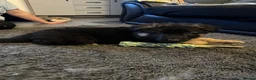German Shepherd dogs for sale: German Shepherd bitch pup left - Advert 6