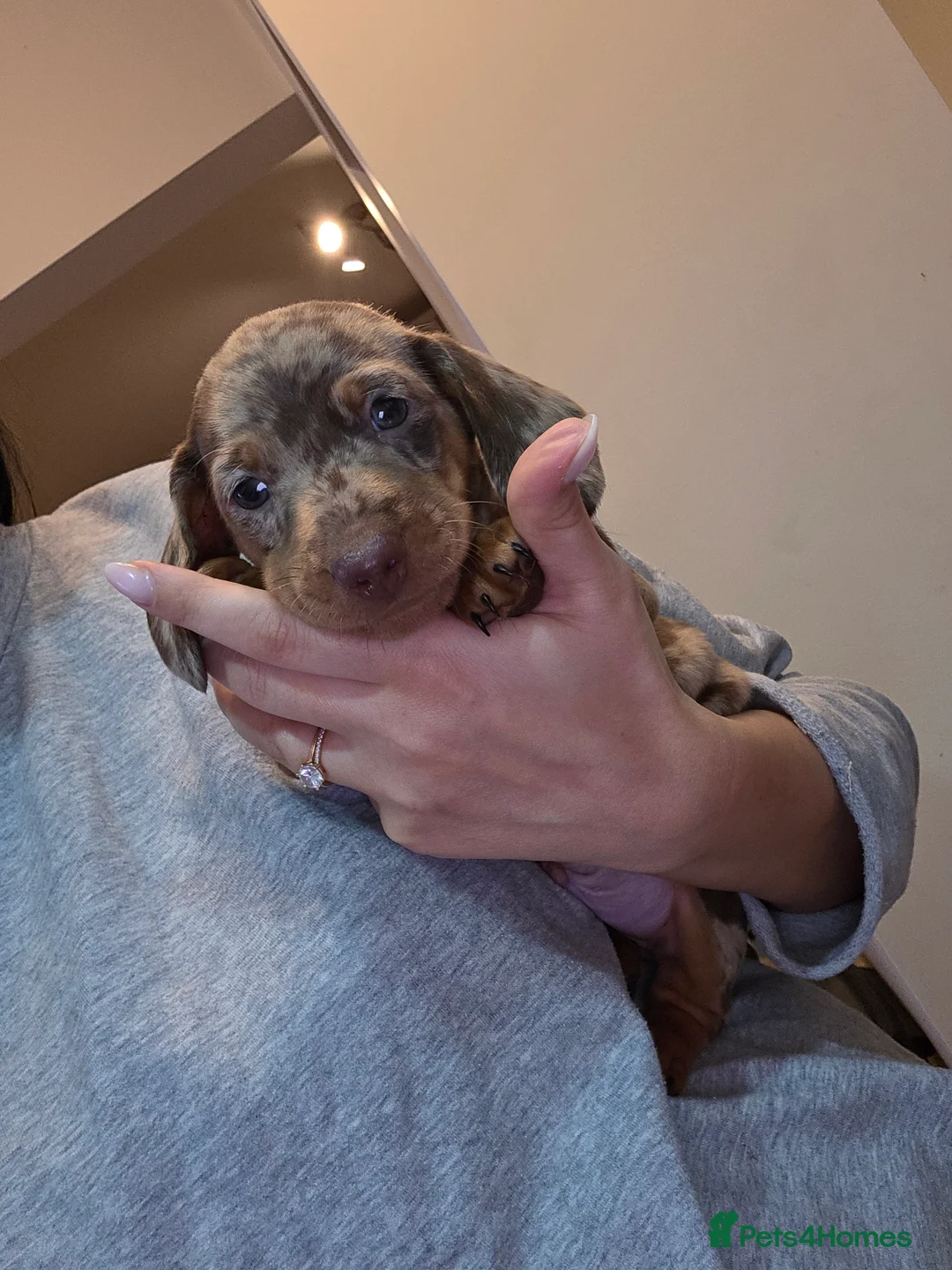Miniature Dachshund dogs for sale: Kc Miniature Dachshunds  puppies  - Advert 6
