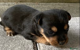 Jack Russell dogs for sale: 6 Jack Russell Puppies  - Advert 3