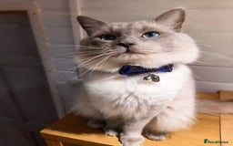 Ragdoll cats for sale: One beautiful Seal mink Ragdoll boy left - Image 7