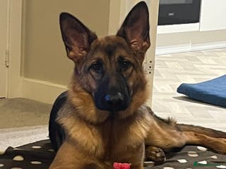 German Shepherd dogs The most beautiful even tempered short coat - Advert 5