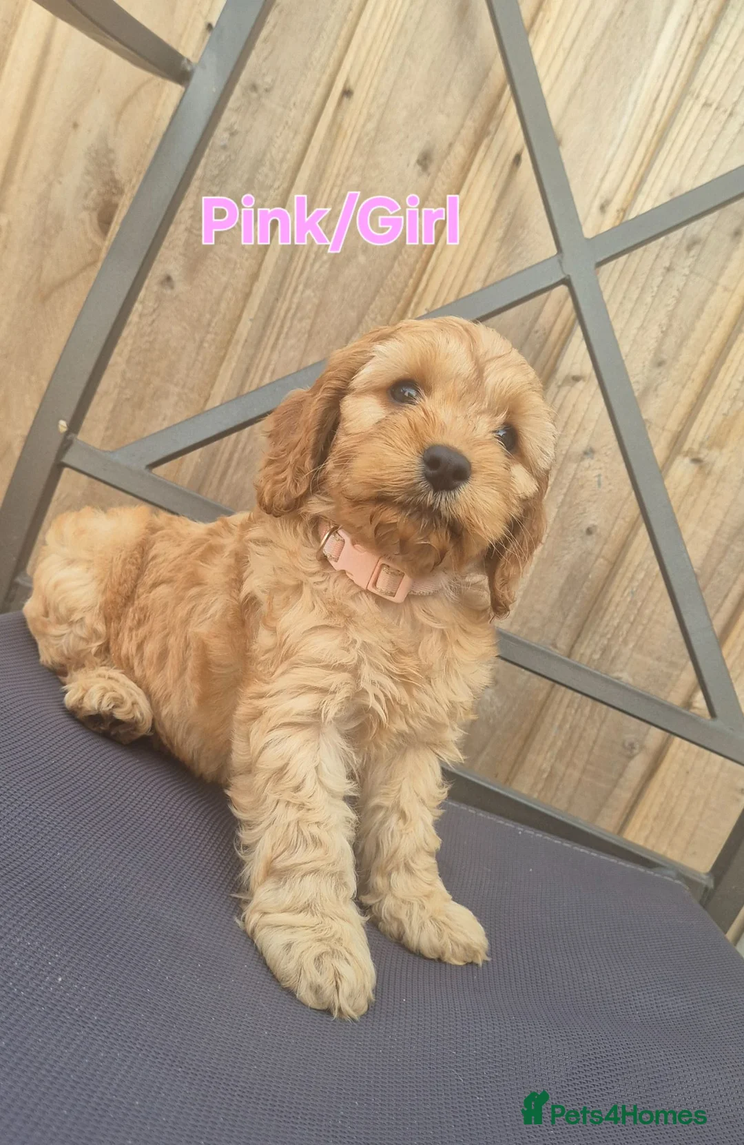 Cockapoo dogs for sale: F1 Cockapoo Puppies - Advert 1