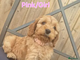 Cockapoo dogs F1 Cockapoo Puppies - Advert 1
