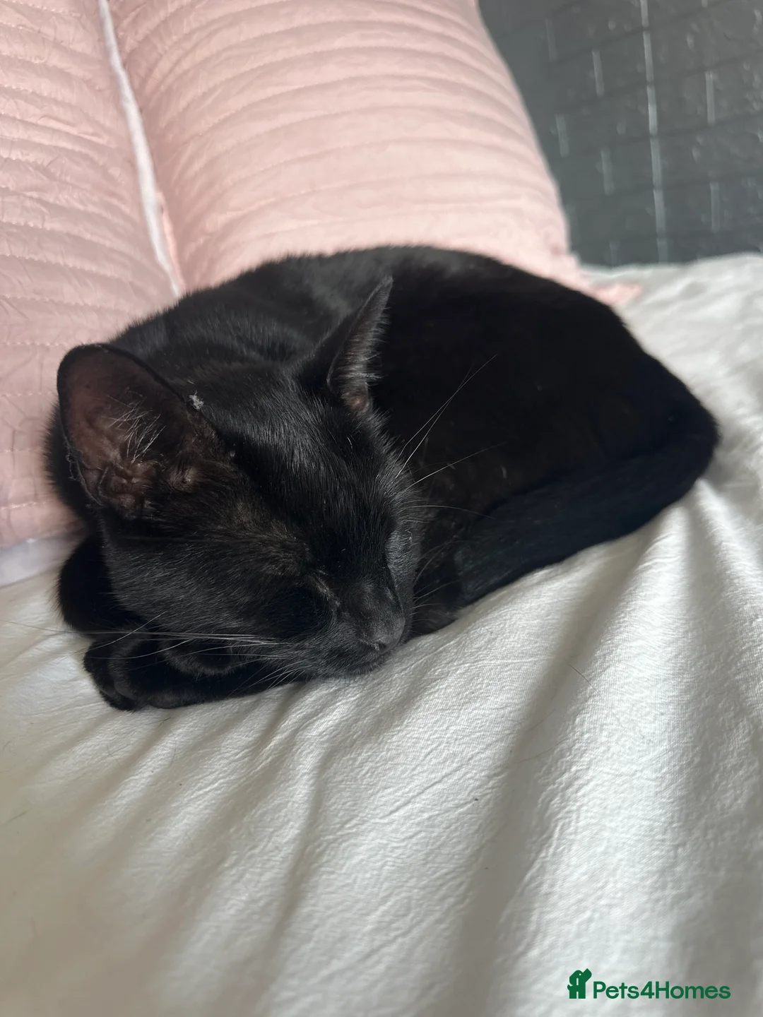 Mixed Breed cats for sale: Male Black Cat in Chester - Advert 2