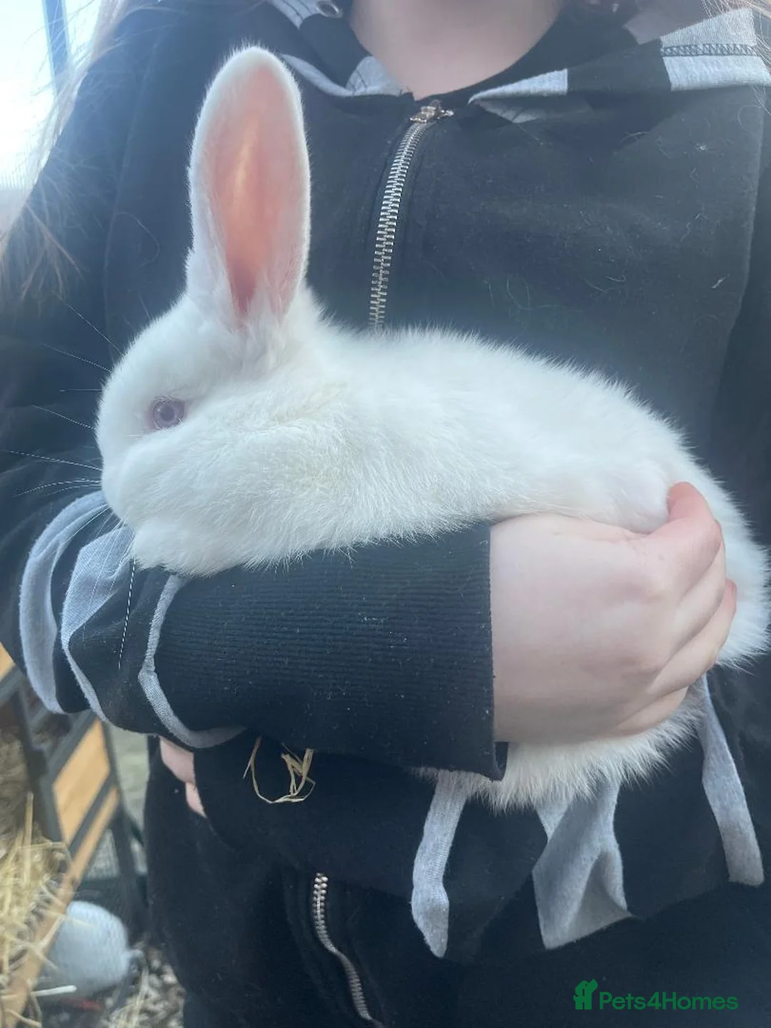New Zealand rabbits for sale: New Zealand Rabbits born 9/1/26 - Advert 2