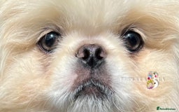 Pekingese dogs for sale: 💙WHITE CREAM BOY💙 - Image 2