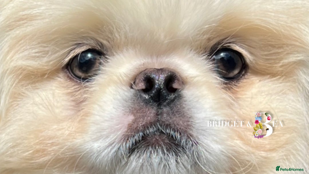 Pekingese dogs for sale: 💙WHITE CREAM BOY💙 - Image 2