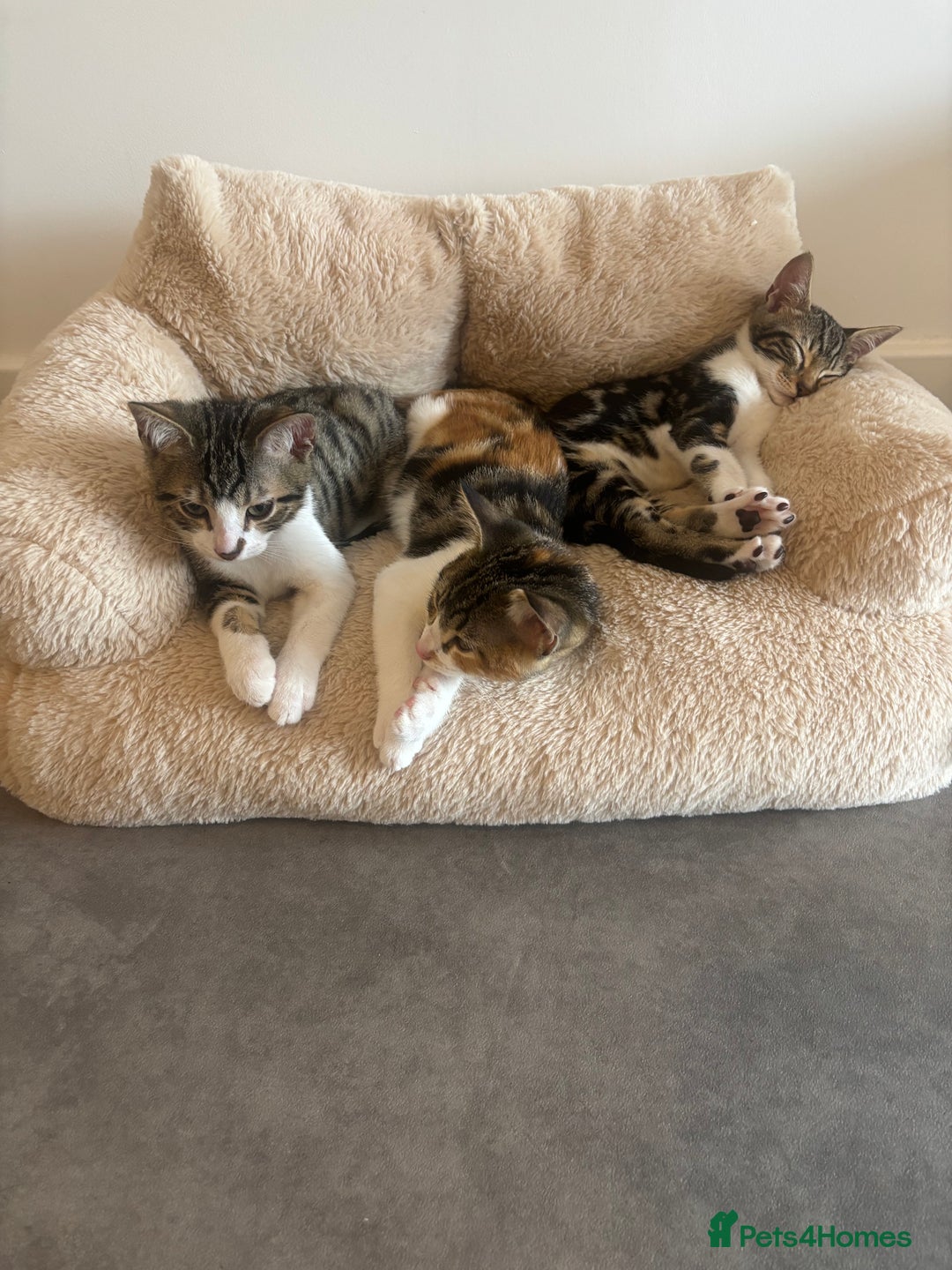 Bengal cats for sale: Kittens mixes bengal & calico  - Image 2
