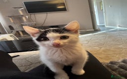 American Shorthair cats for sale: Mr Rhys  - Image 6