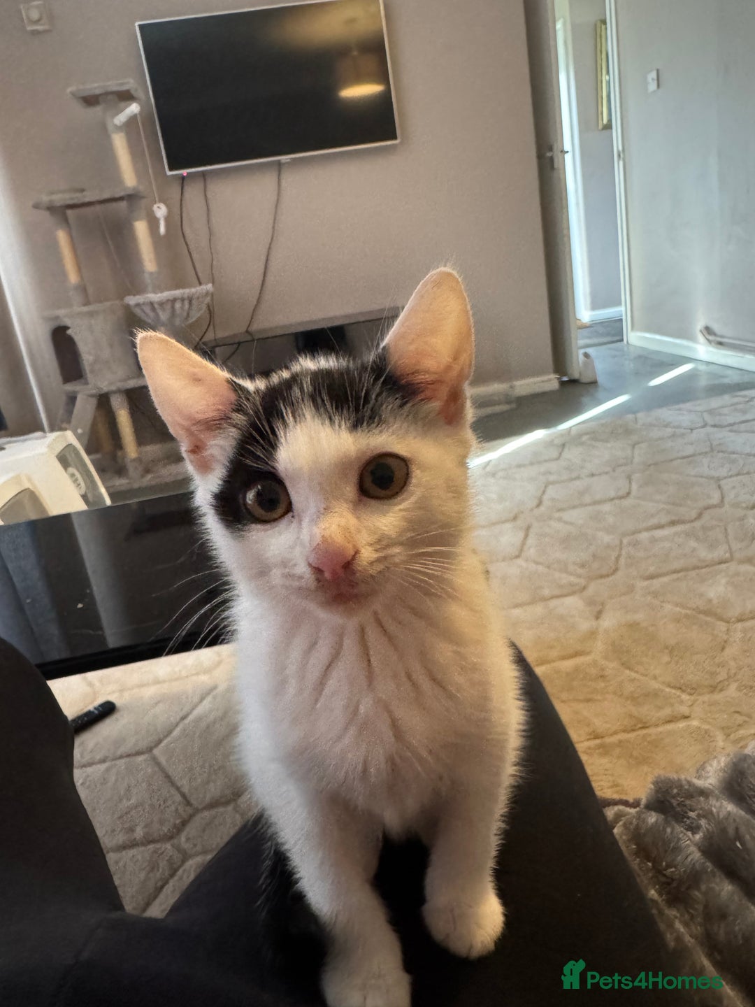 American Shorthair cats for sale: Mr Rhys  - Image 6