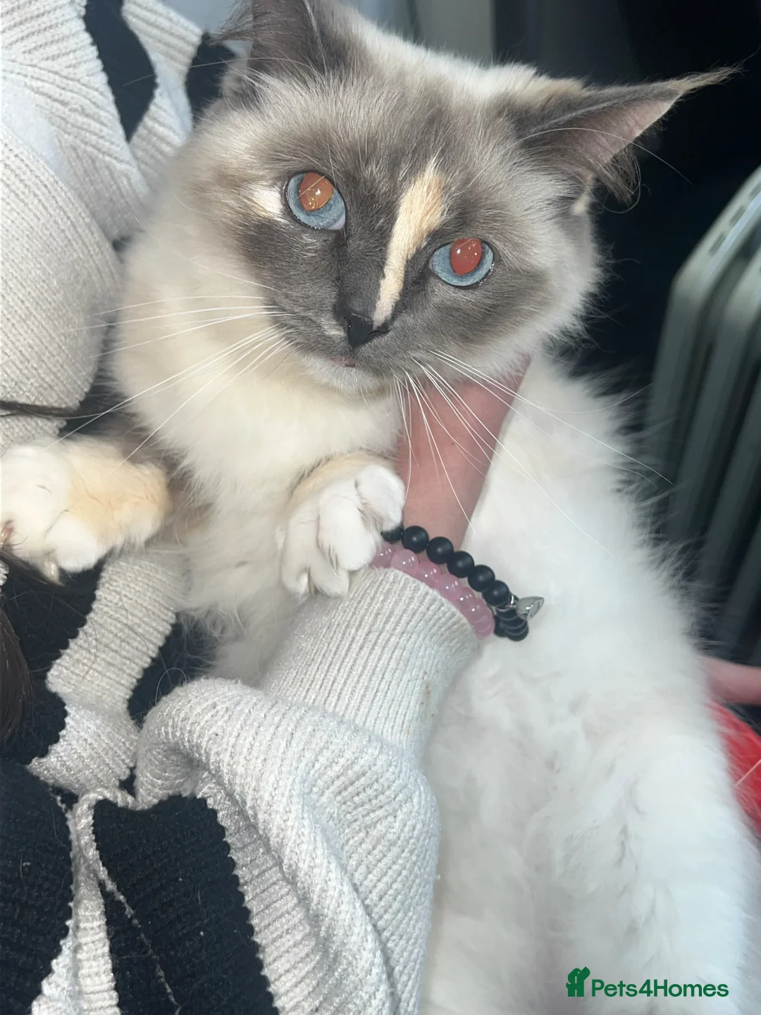 Ragdoll cats for sale: Female ragdoll  in Brighouse - Advert 1