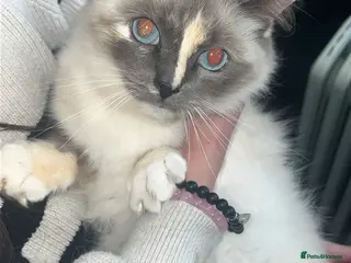 Ragdoll cats Female ragdoll - Advert 1