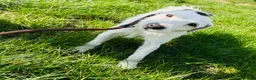 Jack Russell dogs for sale: Traditional jack Russell pups  - Advert 4