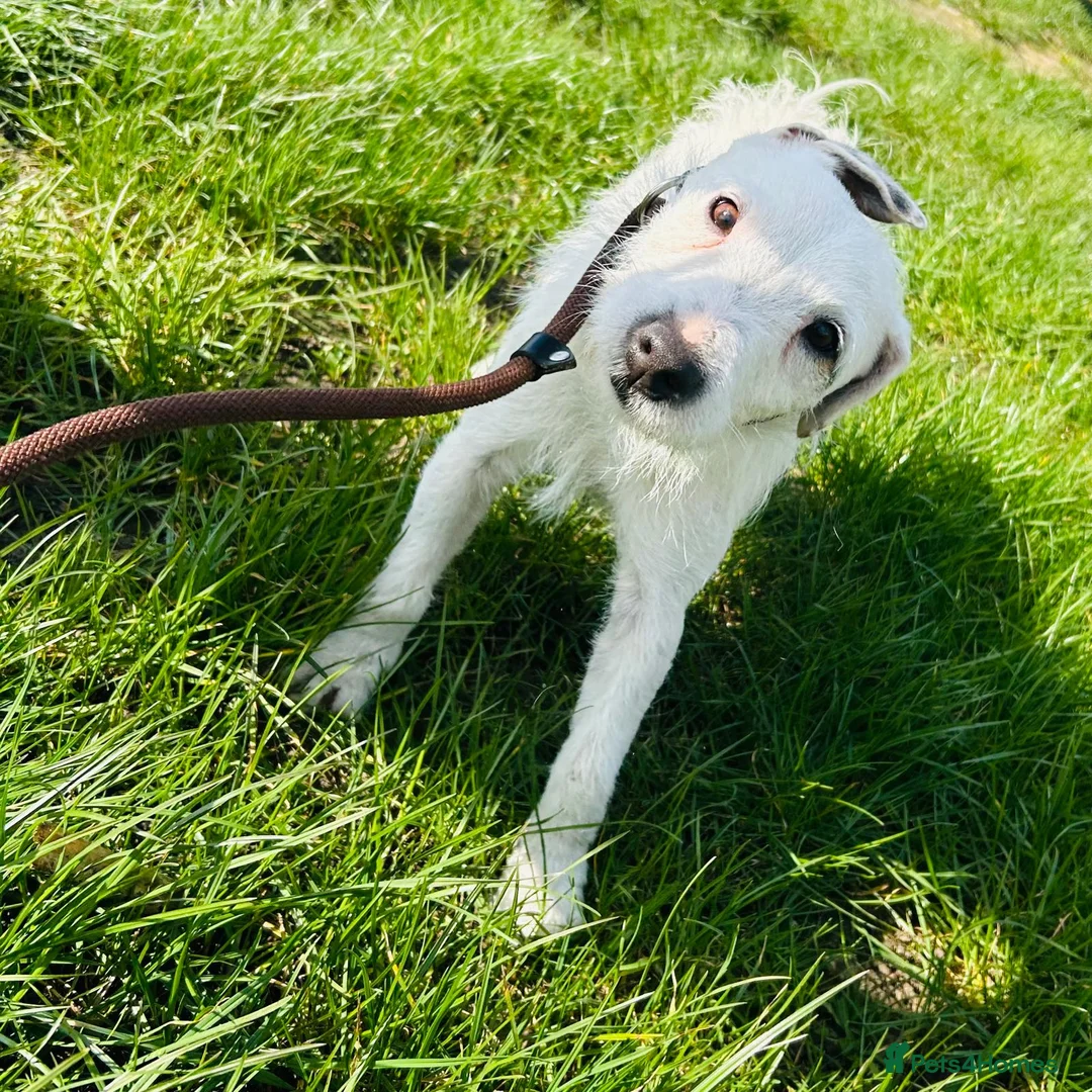 Jack Russell dogs for sale: Traditional jack Russell pups  - Advert 4