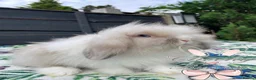 Mini Lion Lop rabbits for sale: Beautiful Mini Lion Lop Boys - Advert 7