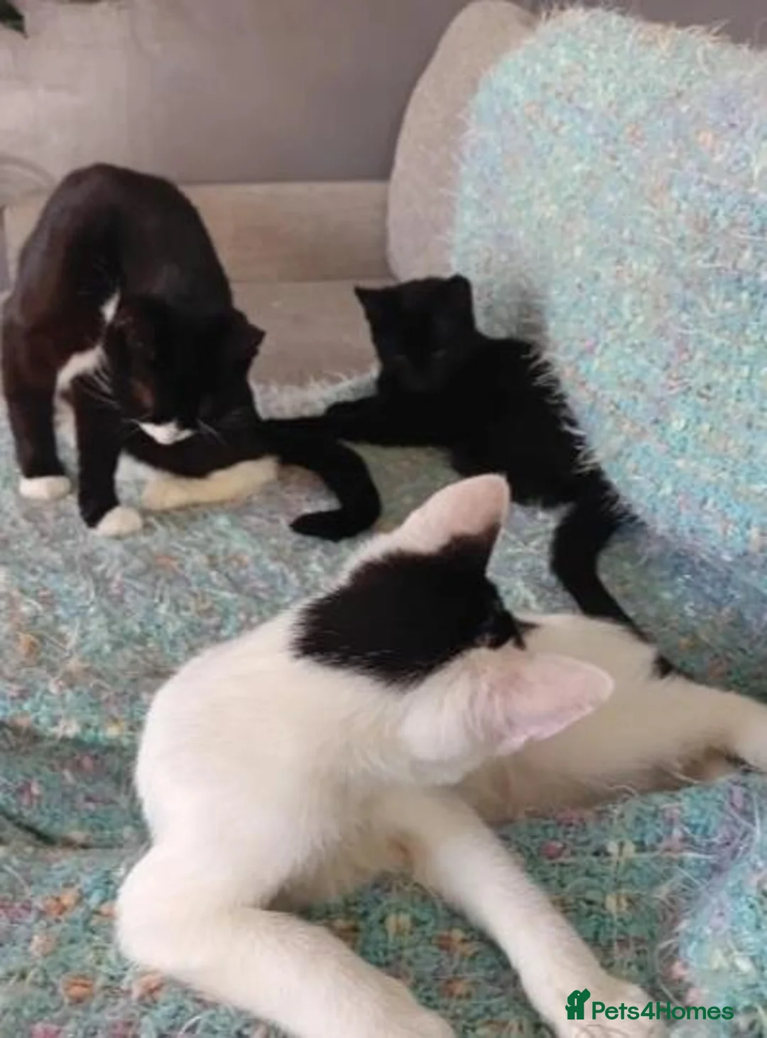 Mixed Breed cats for adoption: Beautiful Brothers Looking for Their Forever Home  - Advert 9