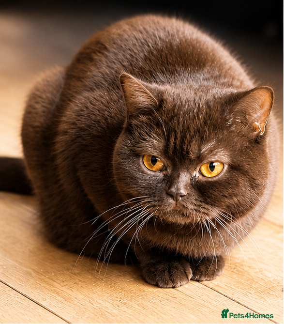 British Shorthair cats ACTIVE REGISTRATION – British Shorthair Chocolate - Advert 1