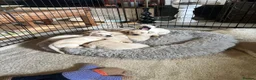 Labrador Retriever dogs for sale: Beautiful KC Registered Labrador Puppies - Advert 2