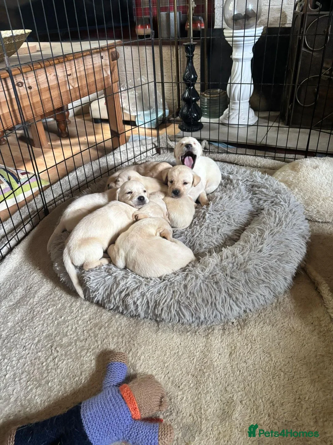 Labrador Retriever dogs for sale: Beautiful KC Registered Labrador Puppies - Advert 2
