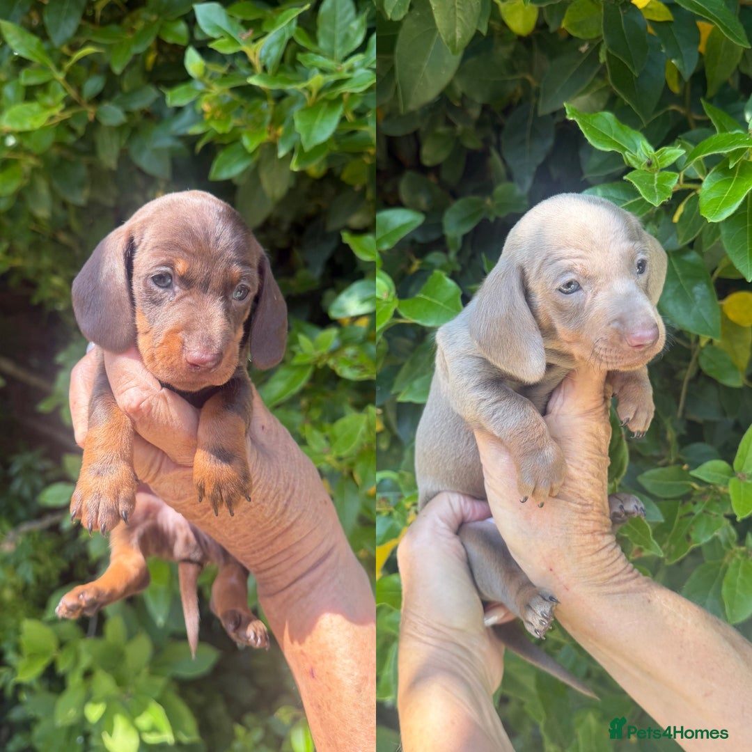 Miniature Dachshund dogs for sale: Kennel Club Miniature Dachshunds - Image 5